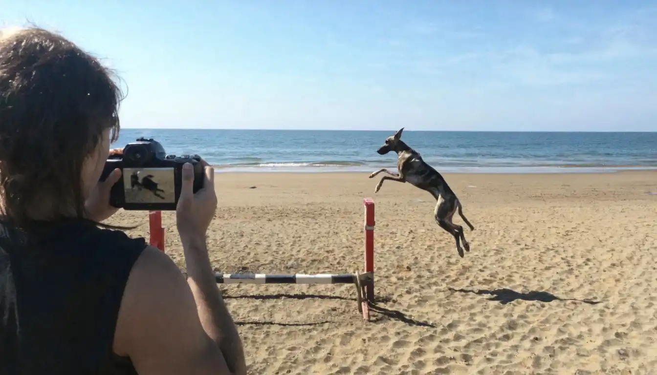Real Dream image: It generates an image of a sunny beach. On the beach are some low hurdles. A greyhound is jumping over one of these hurd…